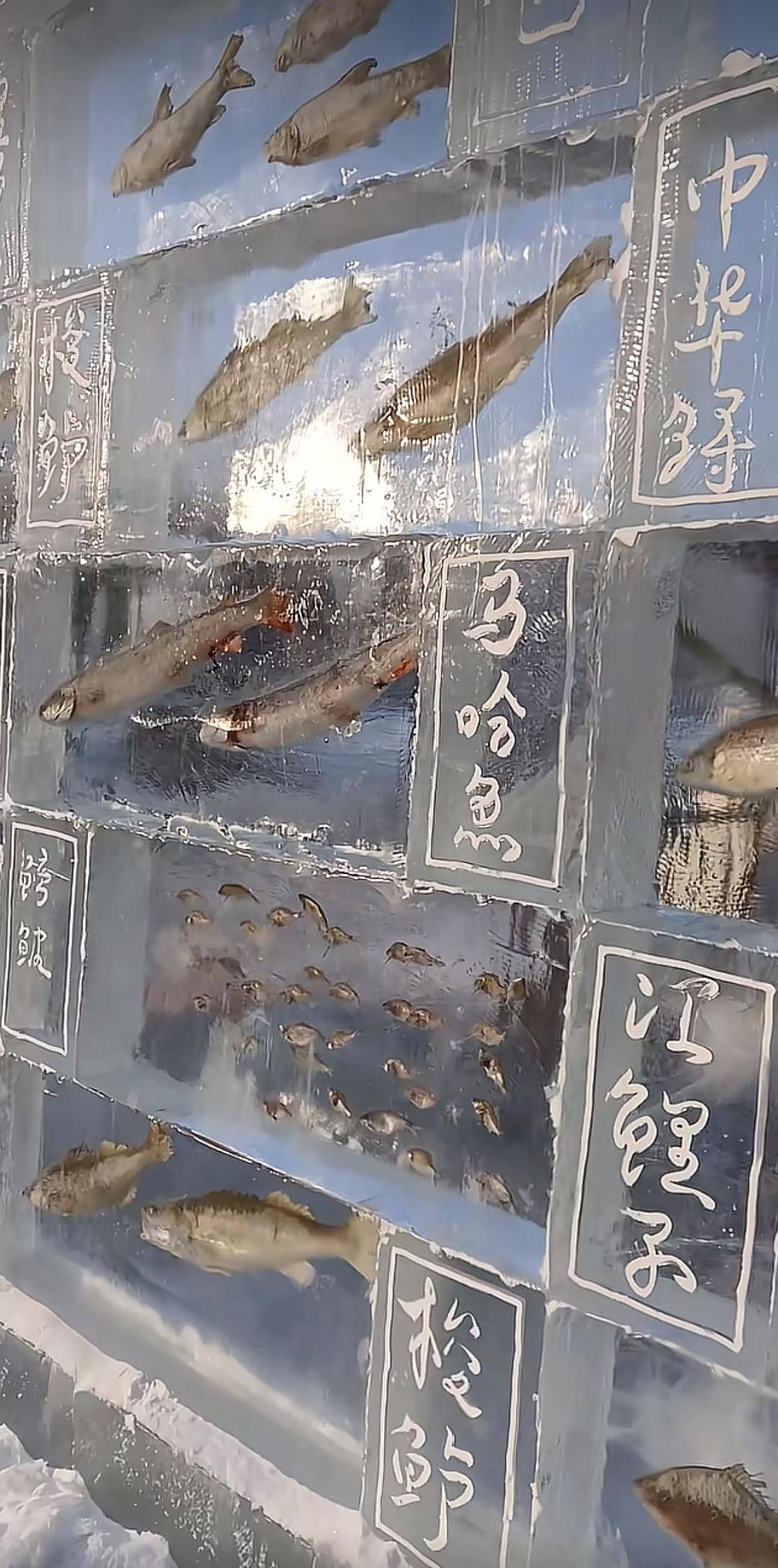 如何申请皇冠信用网_黑龙江三江口景区现3米高“冰封鱼墙”如何申请皇冠信用网，中华鲟等20余种江鱼成“冰琥珀”，去年这些鱼展后还被竞拍